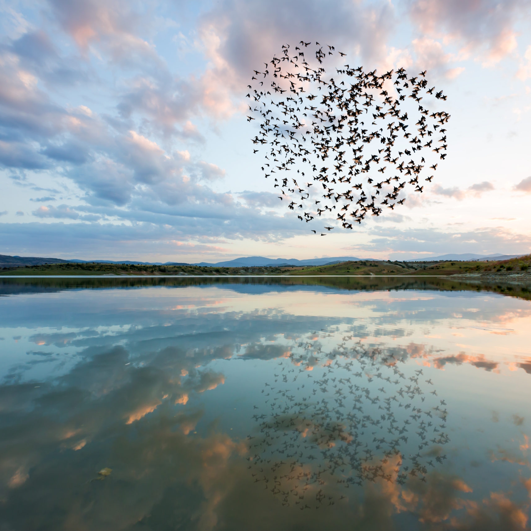 Silhouettes of flying flock birds (in shape of heart) against clouds Silhouettes of flying flock birds (in shape of heart) against clouds